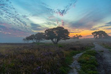 Misty Morning Heidekrautfeld von Klaas Doting