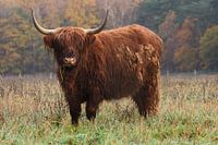 Schotse hooglander.