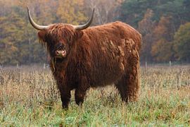 Schottischer Highlander. von Wim Jacobs