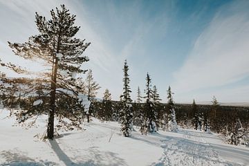 Bomen in besneeuwd Lapland van Mieke Broer
