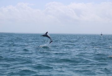 Dolfijnen in Kizimkazi op Zanzibar van Ramon Beekelaar