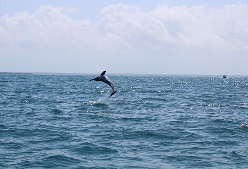 Dauphins à Kizimkazi sur Zanzibar