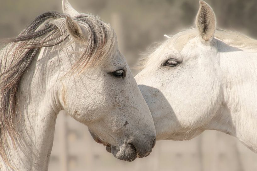 white horses by Lilian Heijmans