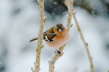 Buchfink im Schnee von samir Nashashibi