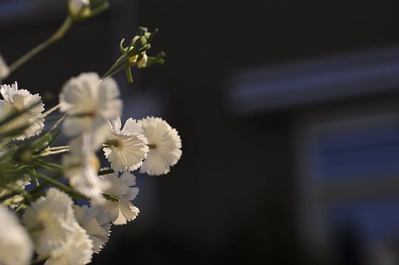 Fleur blanche par Agnes Meijer