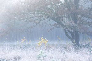 gelbe Birken unter großer Eiche von nebligem Eis am Morgen von Olha Rohulya