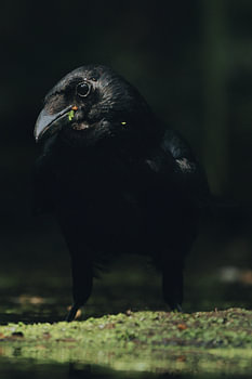 Zwarte kraai