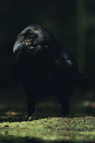 Black crow