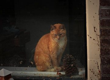 Kat in het zonnetje voor het raam. van Mario Dekker-Janssen
