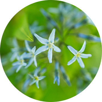 Oostelijke Blauwster 0416