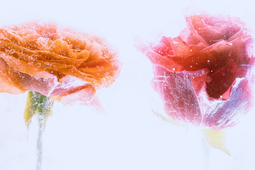 Roses in ice 2 by Marc Heiligenstein