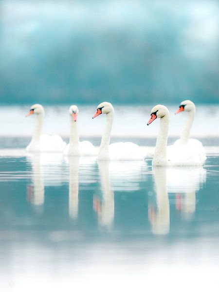 Winterreflectie op het Zwanenmeer 1 van Maneschijn FOTO