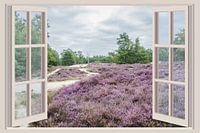 Uitzicht op de paarse heide
