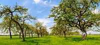 Appelbomen in een boomgaard in het voorjaar van Sjoerd van der Wal Fotografie thumbnail