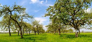 Blossoming Apple trees in an orchard