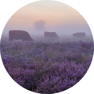 Mistige paarse heide met Schotse hooglanders van Tim Vlielander