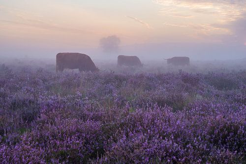 Neblige violette Heide mit schottischen Hochlandbewohnern