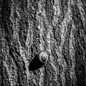 Snail noir by Harry Bouman