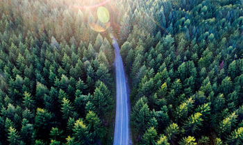 Vue aérienne d'une forêt de pins nordiques. Paysage naturel filmé par drone, vue d'en haut sur les formes du bois