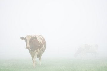 koe in de mist