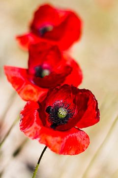 Coquelicots sur Wim Roebroek