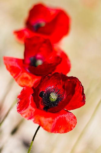 Poppies