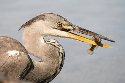 Blaureiher (Ardea cinerea) mit Fang