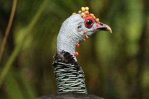 Vogel in Tikal, Guatemala van Berg Photostore