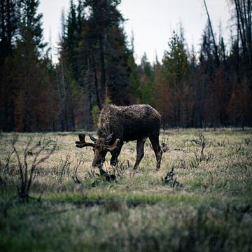 Moose in the field by Tim Breeschooten