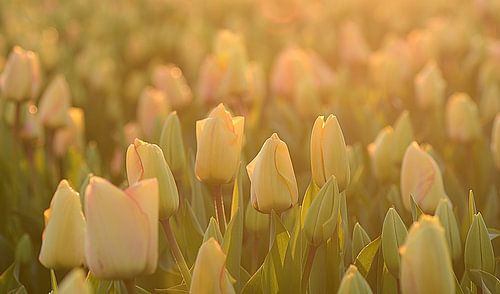 Tulips in the last evening light by John Leeninga