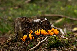 Coral mushroom-2 by Jannieke