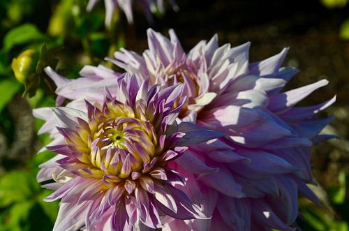 Diese üppigen Dahlien