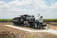A locomotive among sugar cane.