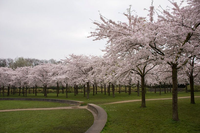  Blütenpark Amsterdamer Wald von Charlene van Koesveld