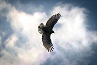 Buizerd