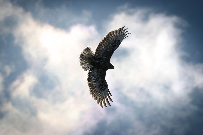 Buizerd van Foto Studio Labie