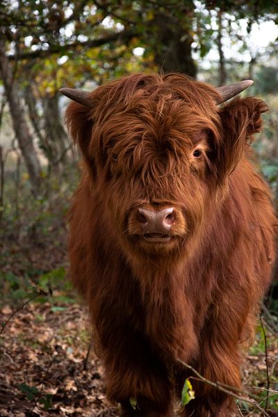 Scottish Highlander by Bianca ter Riet