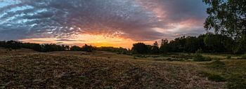Sunrise Burst