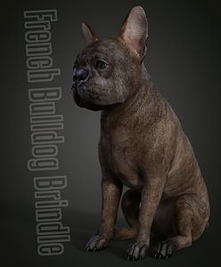 Französische Bulldogge Brindle mit Text _HMS