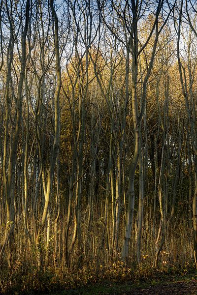Atmospheric Circle Forest near Almere in the setting sun by Rene  den Engelsman