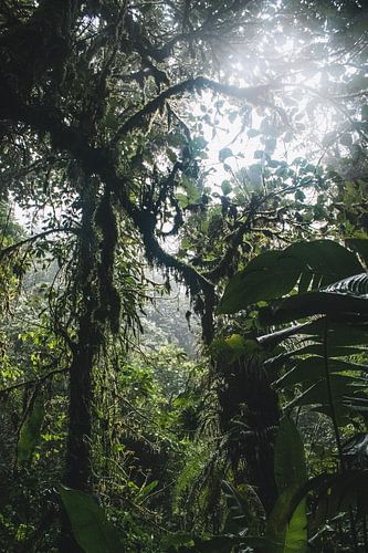 Monteverde Cloud Forest – Het Nevelwoud van Costa Rica