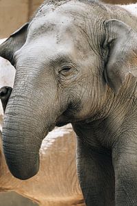 Elefant von Oliver Hackenberg