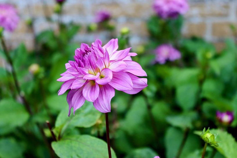 Purple Dahlia by Arie van Vugt