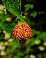lantern , Lanthan Hibiscus, Ganti Hibiscus