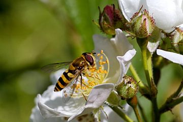 wasp on a white flower by W J Kok