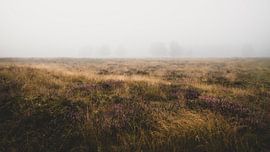 Misty heath landscape by Fotojeanique .