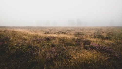 Mistig heide landschap