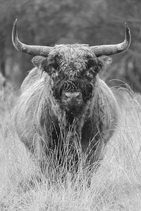Schottische Highlander in Schwarz-Weiß