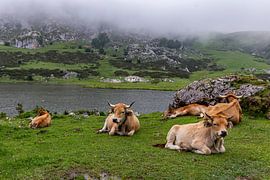 Mountain cows near Lago Ercina in Picos de Europa by Easycopters