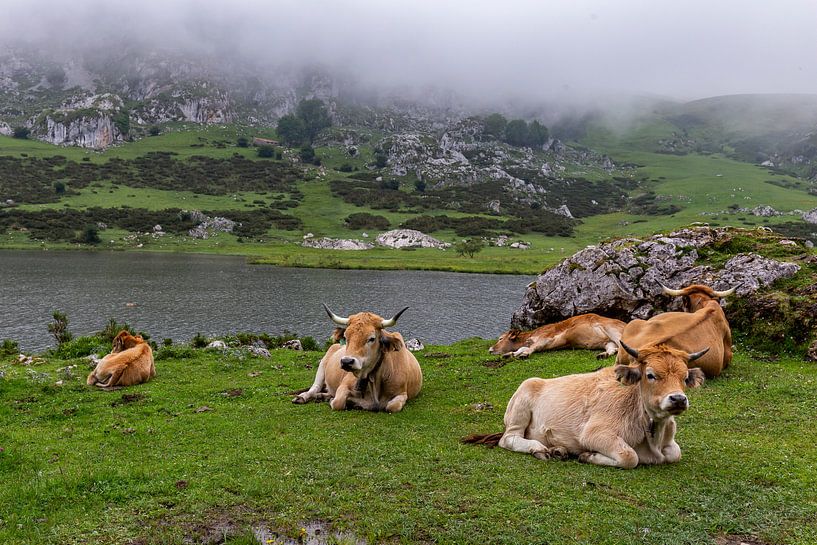 Bergkoeien nabij Lago Ercina in Picos de Europa van Easycopters